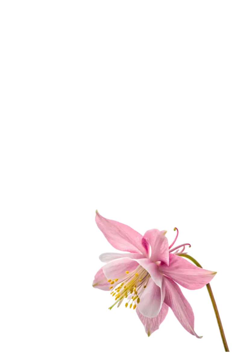 EPIMEDIUM